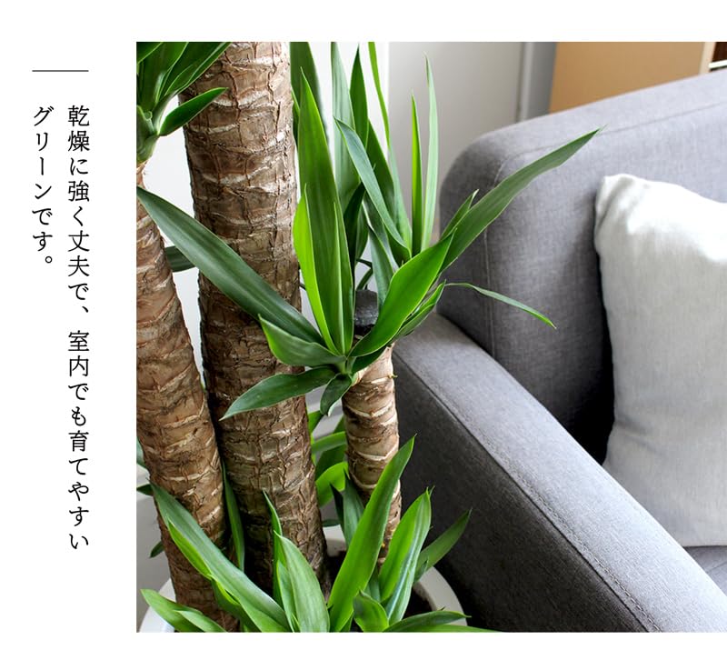 Amazon｜ユッカ・エレファンティペス10号｜観葉植物 オンライン通販